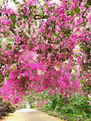 宮古島-ユートピアファーム