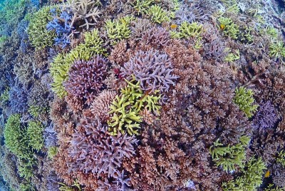 宮古島の八重干瀬のサンゴ礁