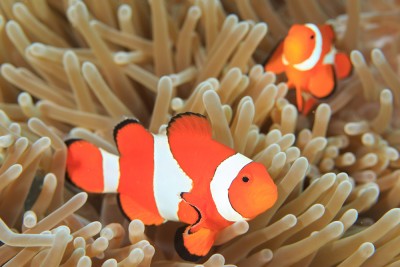 イソギンチャクに暮らすニモ