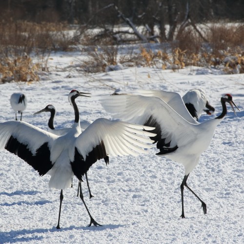 タンチョウのペアのダンスが見られるのは1月～3月
