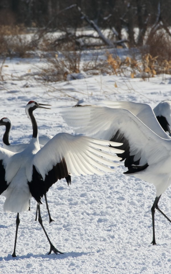 タンチョウのペアのダンスが見られるのは1月～3月